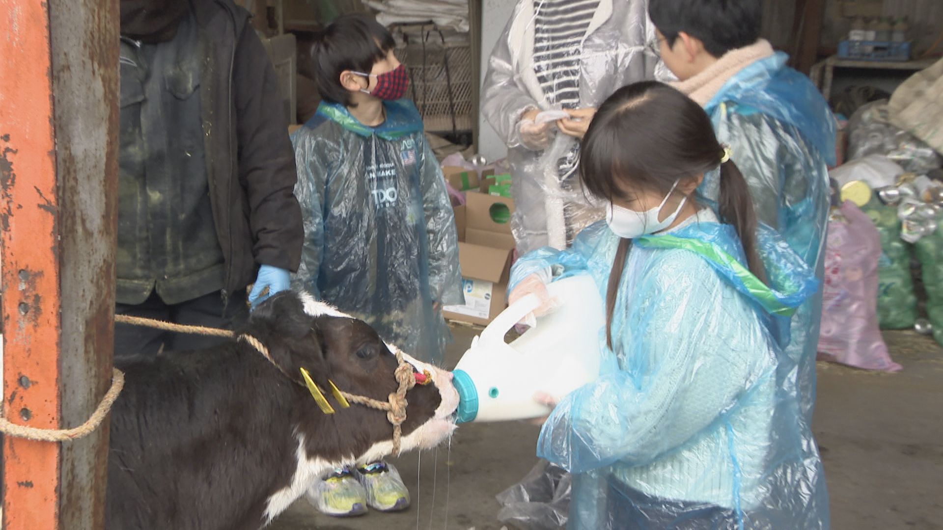 子牛にミルクをあげたり疑似搾乳体験も　子どもたちが牛とふれあい「食」を学ぶ