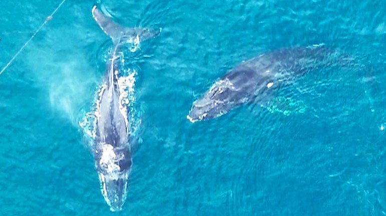 定置網にクジラ“2頭”迷い込む…体長10m、漁師は「2頭が入ったことは無い