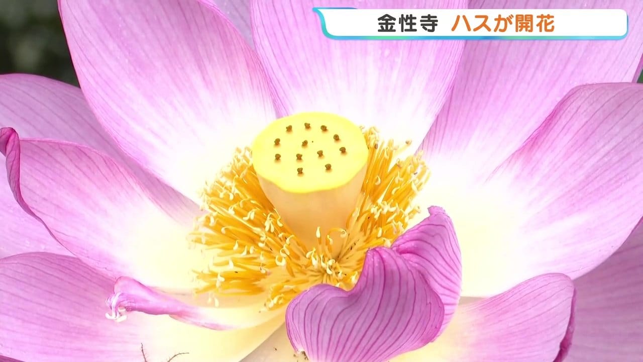 池を彩る4種のハス 午前中だけの可憐な美しさ 熊本・上天草市 | TBS