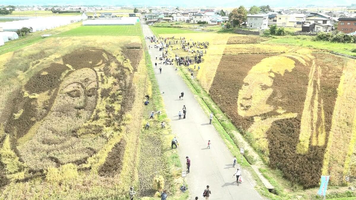 嬉しくも悲しい」約800人が田んぼの「芸術」を刈り取る 「門世の柵