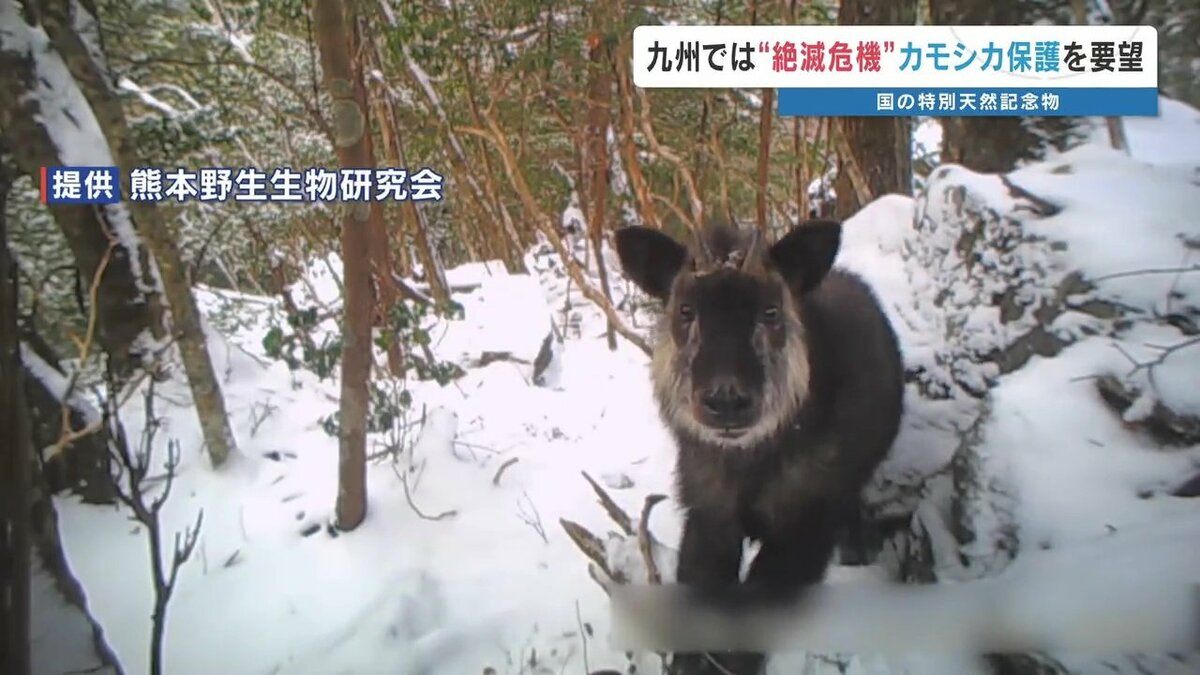 迫る絶滅の危機＞九州のカモシカを守ろう 約35年後には10頭未満に 研究