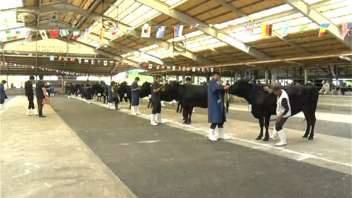メス牛の育成状態など審査　上位入賞の牛は10月の県共進会へ　肝属地区で秋季畜産共進会　鹿児島
