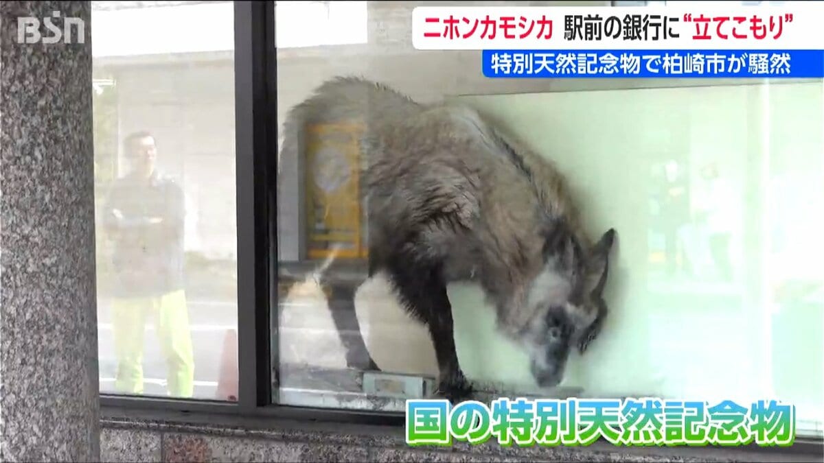 サムネイル_ニホンカモシカが銀行に… 国の特別天然記念物に市の対応は？ 新潟・柏崎市