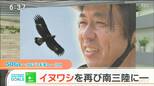 「森じゃなく実は草原の鳥」　イヌワシ帰ってきて！　“火防線”復活がカギとは…？　|　宮城のニュース│tbc NEWS│tbc東北放送