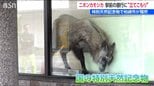 ニホンカモシカは酒造会社から銀行へ 国の特別天然記念物に市の対応は？会議終わりの市長も現場に　新潟・柏崎市|TBS NEWS DIG