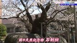 満開の石割桜に多くの人が　待ちに待った盛岡市のサクラの開花　北国にも春　|　IBC NEWS | IBC岩手放送