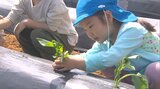 園児がサツマイモの苗植え体験 地元特産の食材へ、感謝の気持ち育む 大分・臼杵市 | 大分のニュース|OBS NEWS|大分放送