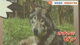 動物園で熱い選挙戦 1番人気はシンリンオオカミのゼン、2番はウズラのウズオ 富山市ファミリーパーク | 富山のニュース|天気・防災|チューリップテレビ