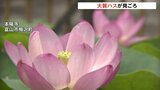 ”古代のハス”大賀ハスが見ごろ 富山大空襲の戦没者を慰霊 富山市の本陽寺 | 富山のニュース|天気・防災|チューリップテレビ