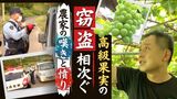 シャインマスカットが盗まれた！　「プロの仕業」か　高級果実の窃盗相次ぐ　農家の嘆きと憤り　|　福岡のニュース｜RKB NEWS｜RKB毎日放送