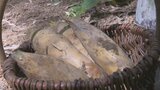 早掘りタケノコの収穫盛ん!土から芽が出る前に収穫 愛媛県宇和島市 | 愛媛のニュース - Nスタえひめ|あいテレビは6チャンネル