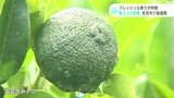 フレッシュな香りが特徴 青ユズが収穫の最盛期 高知・安芸市 | 高知のニュース・天気|KUTV NEWS | KUTVテレビ高知