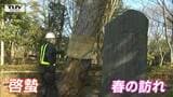 春を告げる風物詩 松の胴巻き外し | 山形のニュース│TUYテレビユー山形