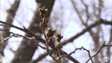 弘前公園のサクラ開花 史上最早の4月12日に 満開予想も平年より10日早い17日|TBS NEWS DIG