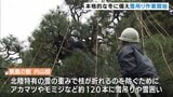 紅葉と北陸の庭園の風情 本格的な冬に備え雪吊り作業始まる 富山|TBS NEWS DIG