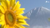 富士山雪化粧 静岡県側で確認 夏の花ヒマワリとの共演も…「初冠雪」まだ発表されず | 静岡のニュース | SBSNEWS | 静岡放送