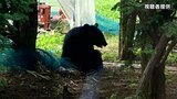 「ほんとうに怖い、怖かった」体長1mほどのツキノワグマ 民家の庭先で麻酔銃で捕獲 山梨 | 山梨のニュース | UTYテレビ山梨