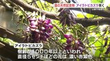 「大きな蝶のよう」天然記念物 アイラトビカズラ 咲き始める　|　熊本のニュース｜RKK NEWS｜RKK熊本放送