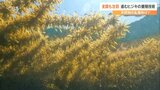 「天然ヒジキの乱獲に拍車」 “ロープ”が乱獲防ぐ救世主に⁉ 経費かからず自然に生長、収入アップへ | 大分のニュース|OBS NEWS|大分放送