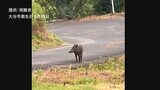住宅街にイノシシが出没 犬の散歩中の男性が手と足をかまれけが 病院へ搬送 大分市 | 大分のニュース|OBS NEWS|大分放送