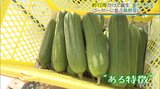県外進出も狙える? 生食も!? 改良10年『ヘチマ』をゴーヤーに並ぶ島野菜に!|TBS NEWS DIG