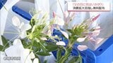 父の日にも花を贈る習慣を　都城市で花の無料配布　|　MRTニュース ｜ ＭＲＴ宮崎放送