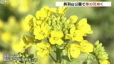 きょうは啓蟄 鮮やかな“菜の花のじゅうたん”が春を告げる 富山市・呉羽山公園|TBS NEWS DIG