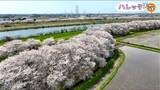 続く“桜のトンネル”「お気に入りの場所です」桜と菜の花と山の景色『加治川治水記念公園』新潟・新発田市 | 新潟のニュース・天気|BSN NEWS|BSN新潟放送
