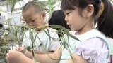 「アイスクリームが食べたいです」 織姫彦星に願いを 園児が七夕の願い事を書いた短冊を笹に飾り付け|TBS NEWS DIG