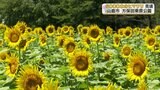 夏空に映える色鮮やかな〝5000本の〟『ヒマワリ』見ごろ 熊本・山鹿 | 熊本のニュース|RKK NEWS|RKK熊本放送