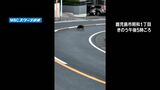 イノシシが目の前を猛スピードで… 子どもの通学路に出没「遭遇したらゆっくり離れて」|TBS NEWS DIG