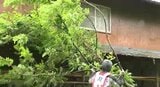 「まさかここまで…」【台風被害】「倒木相次ぐ…」長野・飯田市で道路わきの木が倒れ、物置にぶつかり屋根被害「鉄道運転見合わせ」や「停電」影響も|TBS NEWS DIG