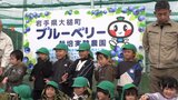 復興整備した未活用地でブルーベリーを栽培する実験農園を整備 大槌町|TBS NEWS DIG