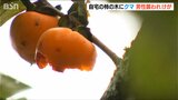 不要な果実は落として!! 自宅柿の木に登っていたクマに襲われ男性けが クマの目撃情報相次ぐ新潟県|TBS NEWS DIG
