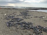腐って臭いが… 海水浴場に大量の「ホシフグ」漂着 新潟・村上岩船 | 新潟のニュース・天気|BSN NEWS|BSN新潟放送