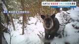 ＜迫る絶滅の危機＞九州のカモシカを守ろう　約35年後には10頭未満に　研究者たちが熊本県に要望書　国の天然記念物　|TBS NEWS DIG