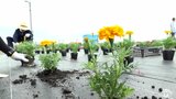 マリーゴールドやナデシコが彩る　緑化推進　花苗の植栽　青森県黒石市|TBS NEWS DIG
