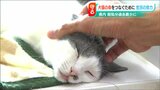 殺処分ゼロ目指し「ここで命を終わらせてはいけない」犬や猫を次の飼い主へ “命をつなぐ”現場の今 | 新潟のニュース・天気|BSN NEWS|BSN新潟放送