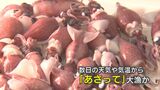 ホタルイカゆでる加工場も稼働　大漁は「あさって」と予想　片道6時間かけて京都から買いに来た客も　|　富山のニュース｜天気・防災｜チューリップテレビ