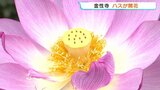 池を彩る4種のハス　午前中だけの可憐な美しさ 　熊本・上天草市|TBS NEWS DIG
