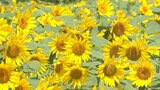 5万本のヒマワリが見頃「くじゅう花公園」 フォトスポットも設置 大分・竹田市 | 大分のニュース|OBS NEWS|大分放送