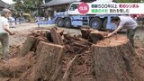 樹齢500年!越中の小京都『城端の大杉』伐採 惜しむだけでなく次の世代へ…高校生の挑戦 | 富山のニュース|天気・防災|チューリップテレビ