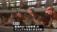鳥インフルによる殺処分を減らすため「にわとりの分割管理」を推進　深刻な“たまご不足”で　農水省| TBS CROSS DIG with Bloomberg