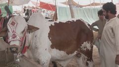 インフレ続くパキスタン　イスラム教「犠牲祭」“生け贄”動物価格も高騰| TBS CROSS DIG with Bloomberg
