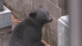 住宅街にある寺の敷地にクマ入り込む 獣医が吹き矢で麻酔打ち捕獲 盛岡市|TBS NEWS DIG