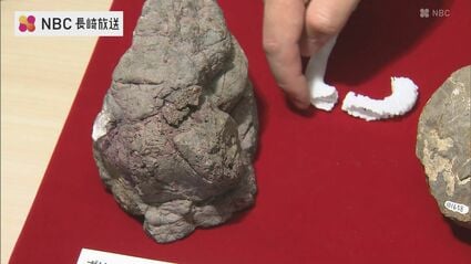 8370万年前のアンモナイトを含む3つの化石発見 18日から恐竜博物館で