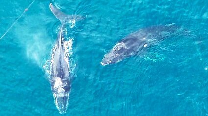 定置網にクジラ“2頭”迷い込む…体長10m、漁師は「2頭が入ったことは無い