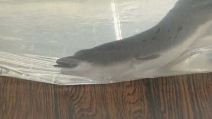 稚魚のシラスウナギ豊漁で｢価格は徐々に下がっていくと思う｣ 7月26日の