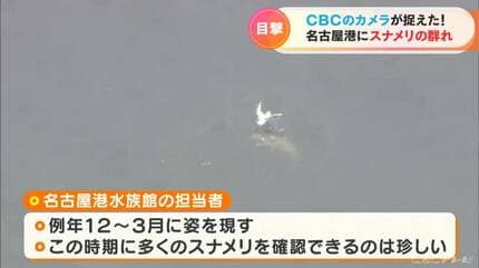 名古屋港で泳ぐスナメリの姿をとらえた！「この時期にこれだけの数が