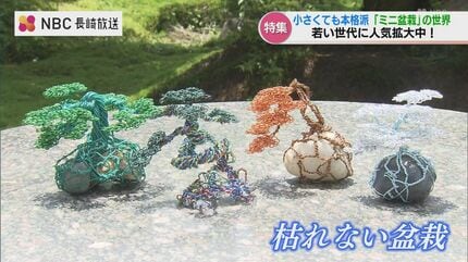 ちっちゃい大木をつくる “盆栽” 若手植木職人が鉢の上で描く『大自然の